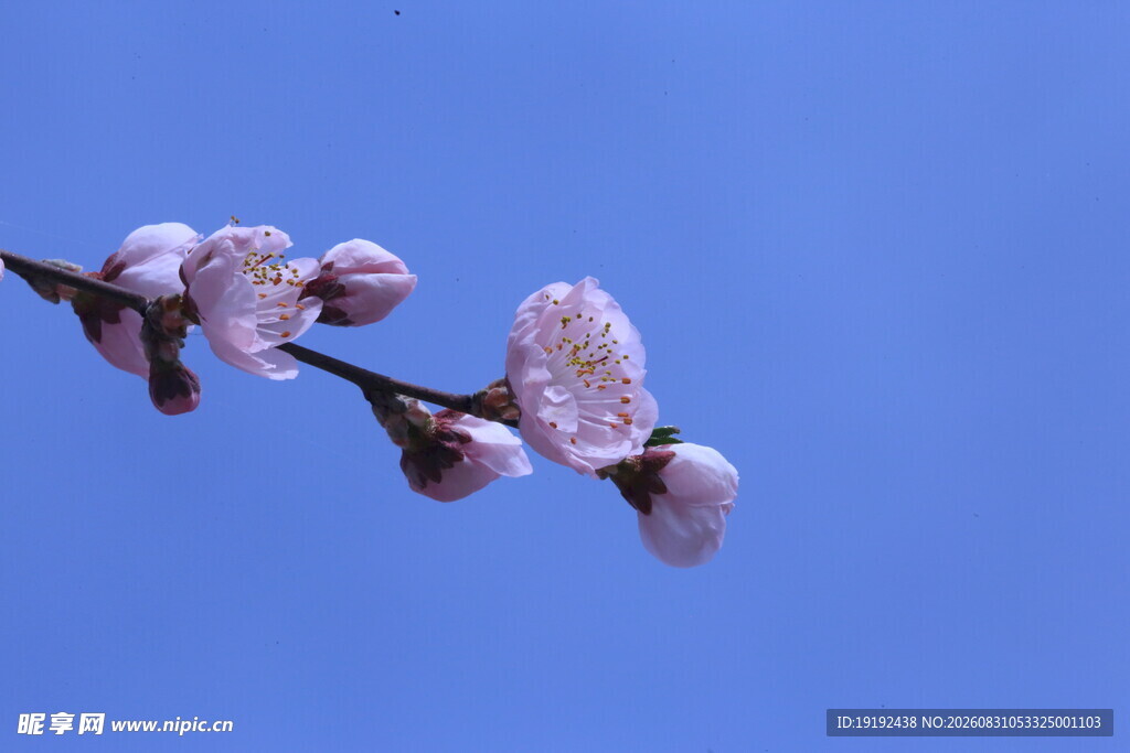 碧桃花  