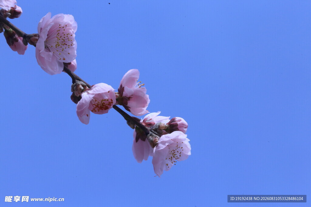 碧桃花 