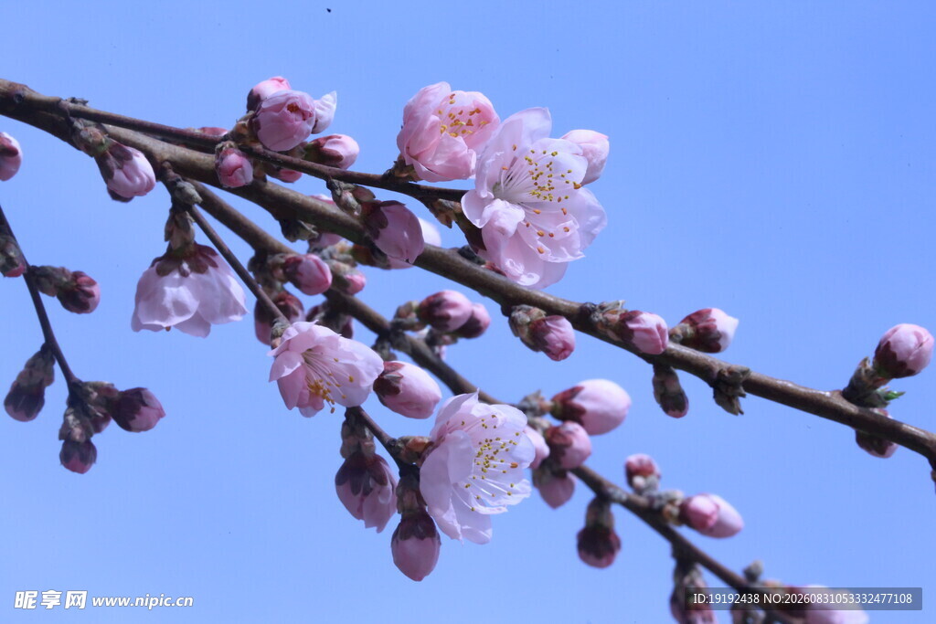 碧桃花 
