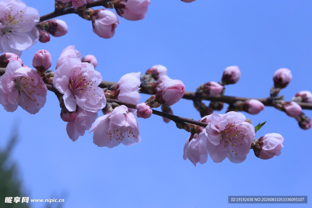 碧桃花  