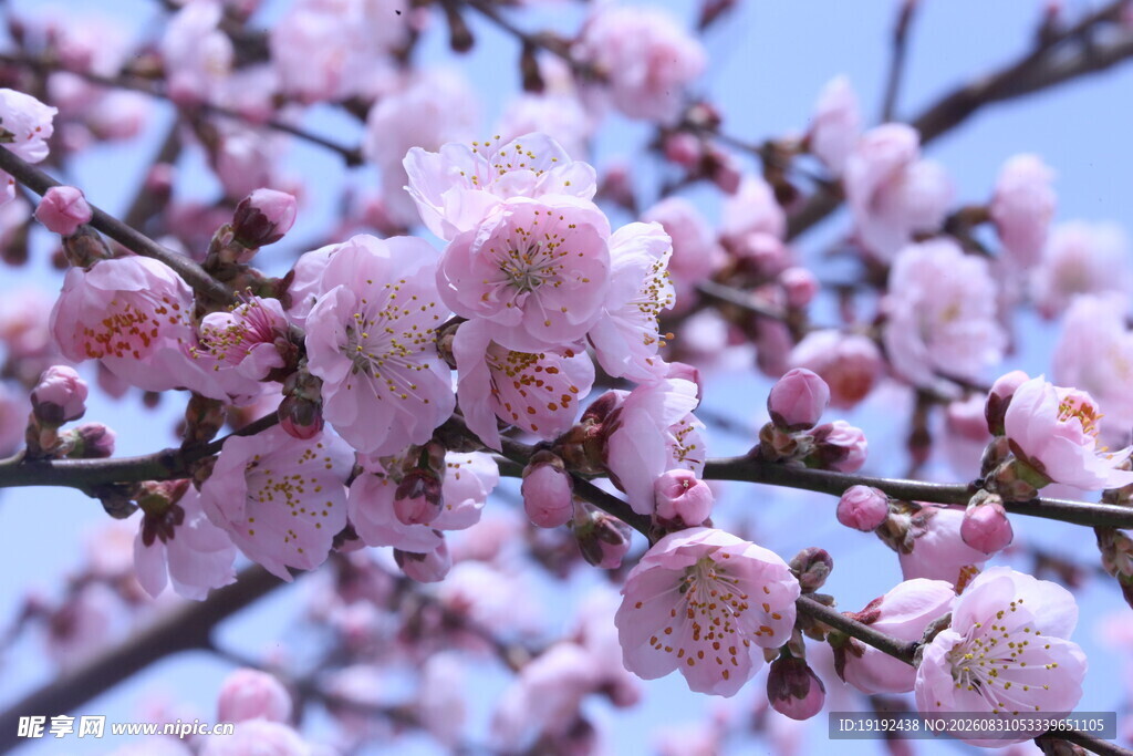 碧桃花  
