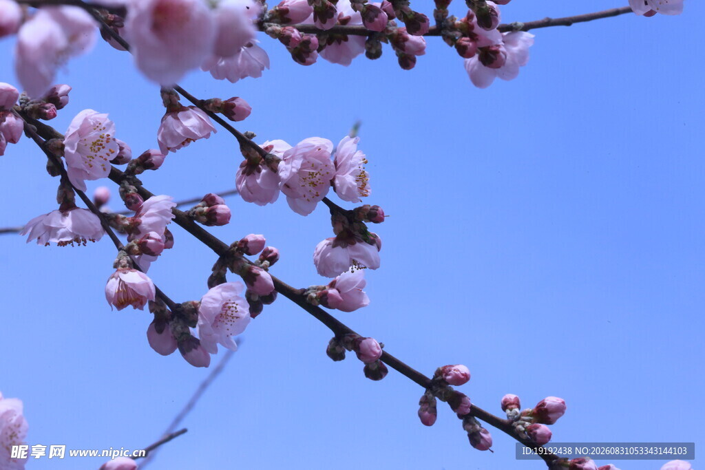 碧桃花 