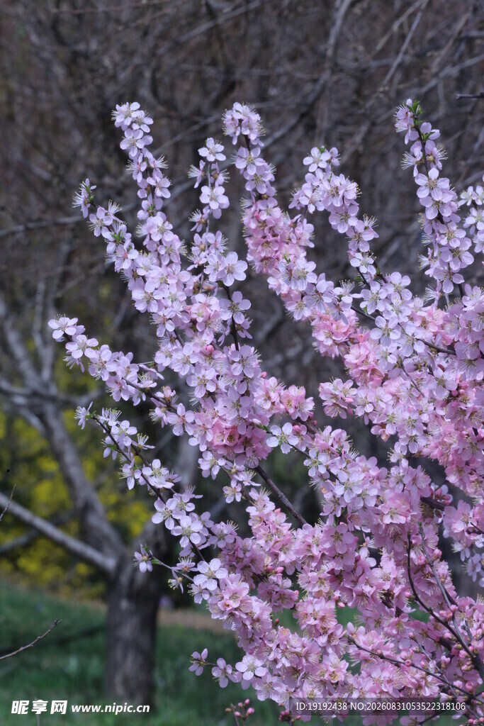 榆叶梅  