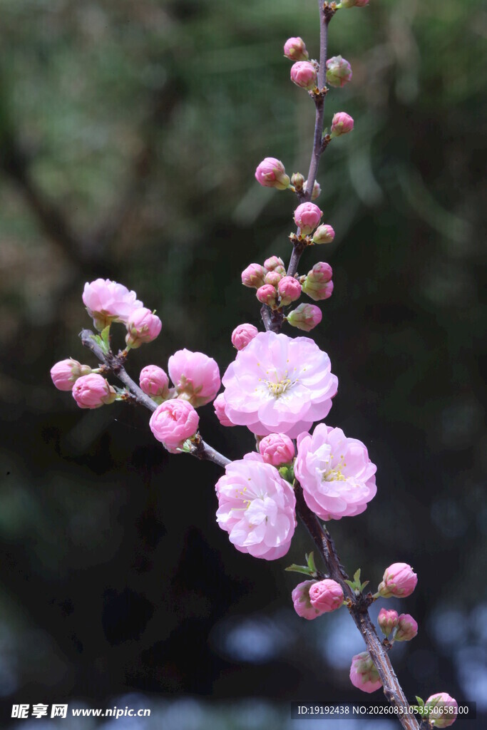 榆叶梅 