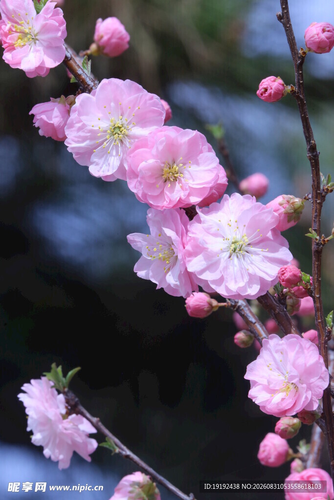 榆叶梅 