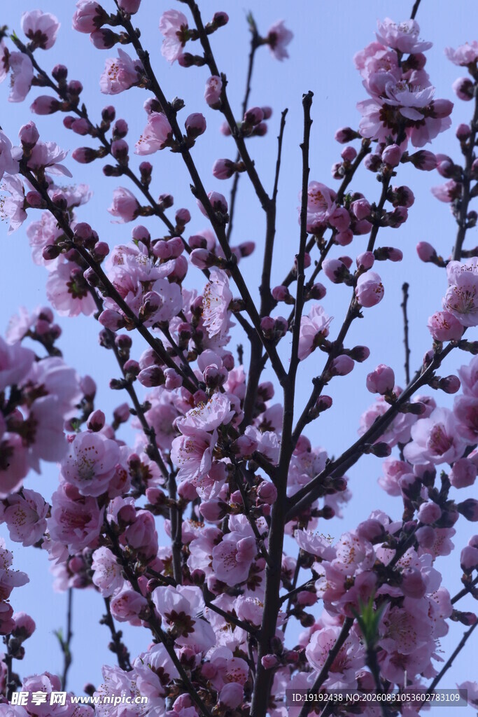 碧桃花 