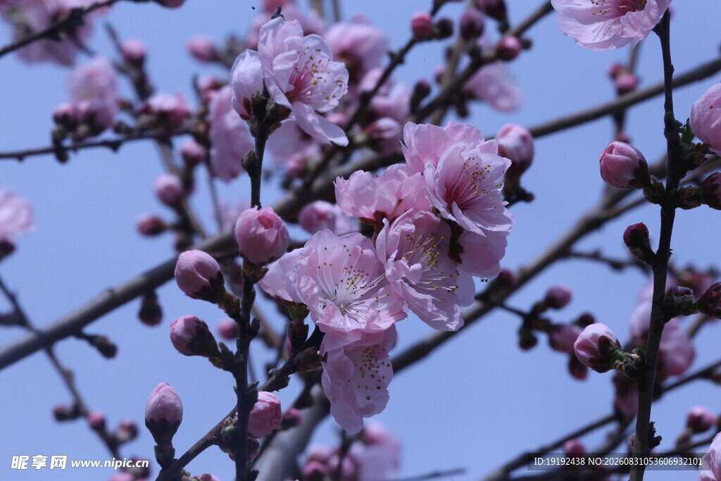 碧桃花  