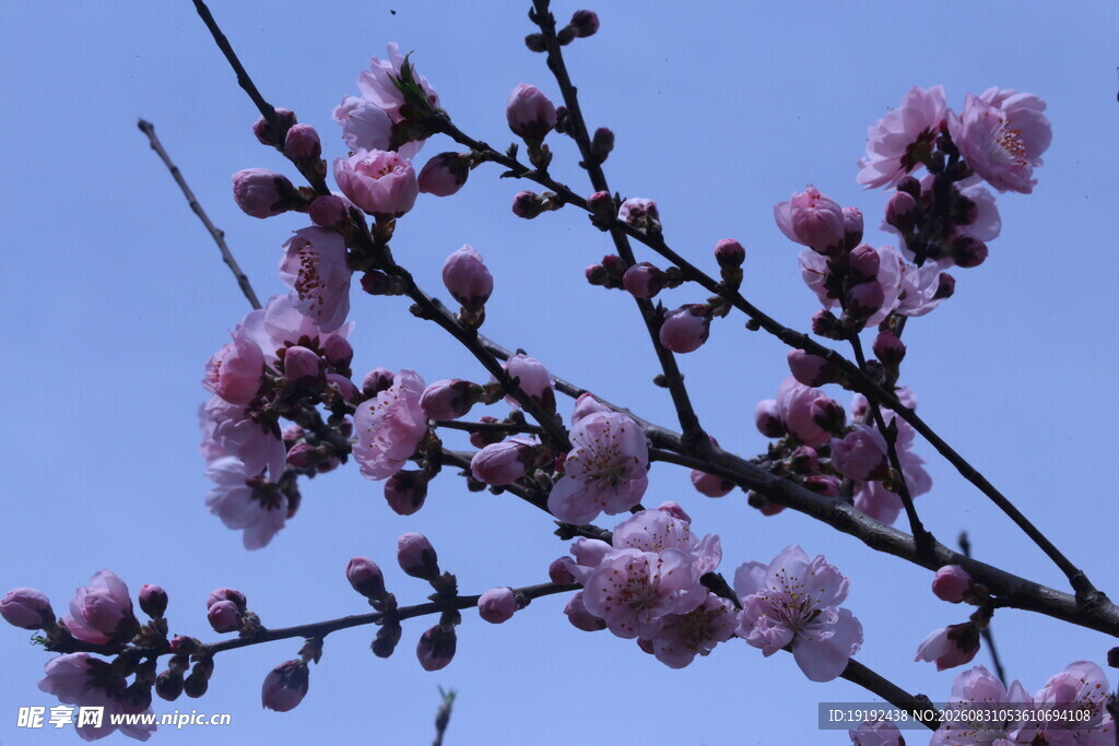 碧桃花  
