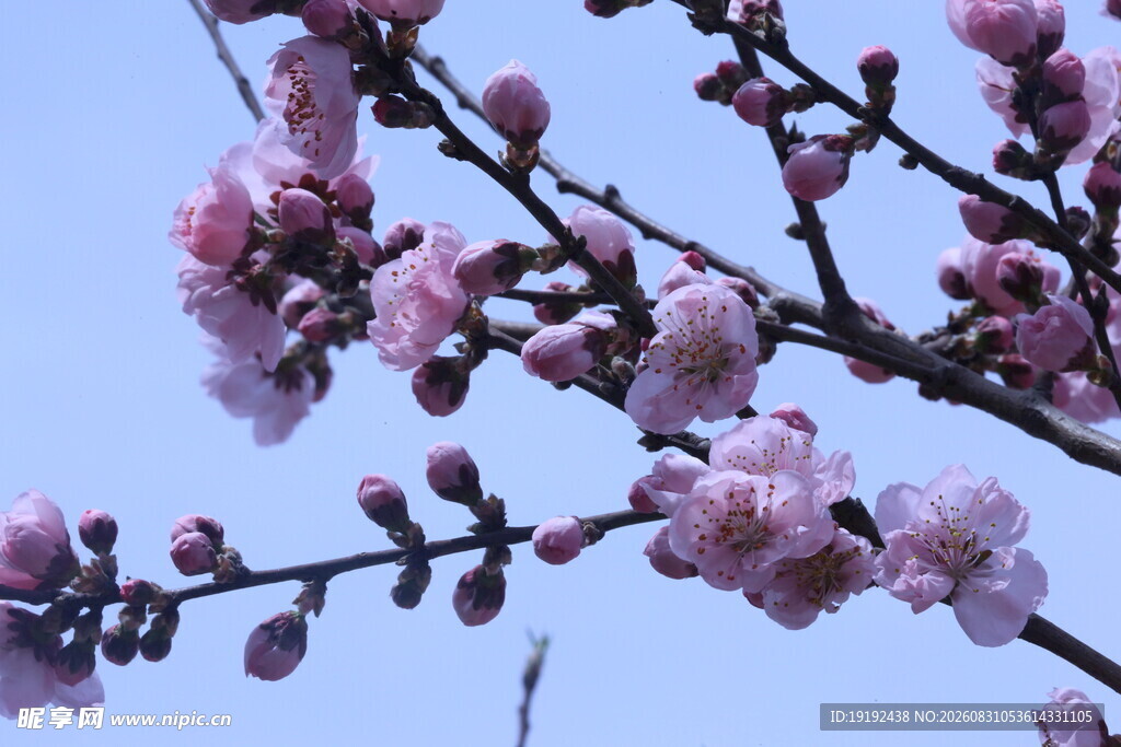 碧桃花 