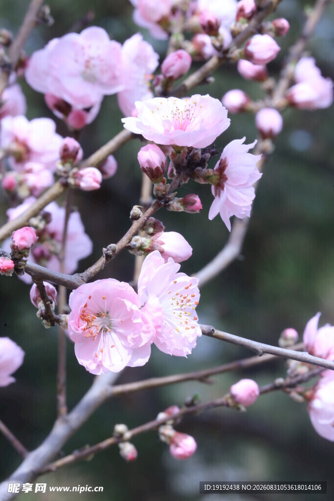 碧桃花  
