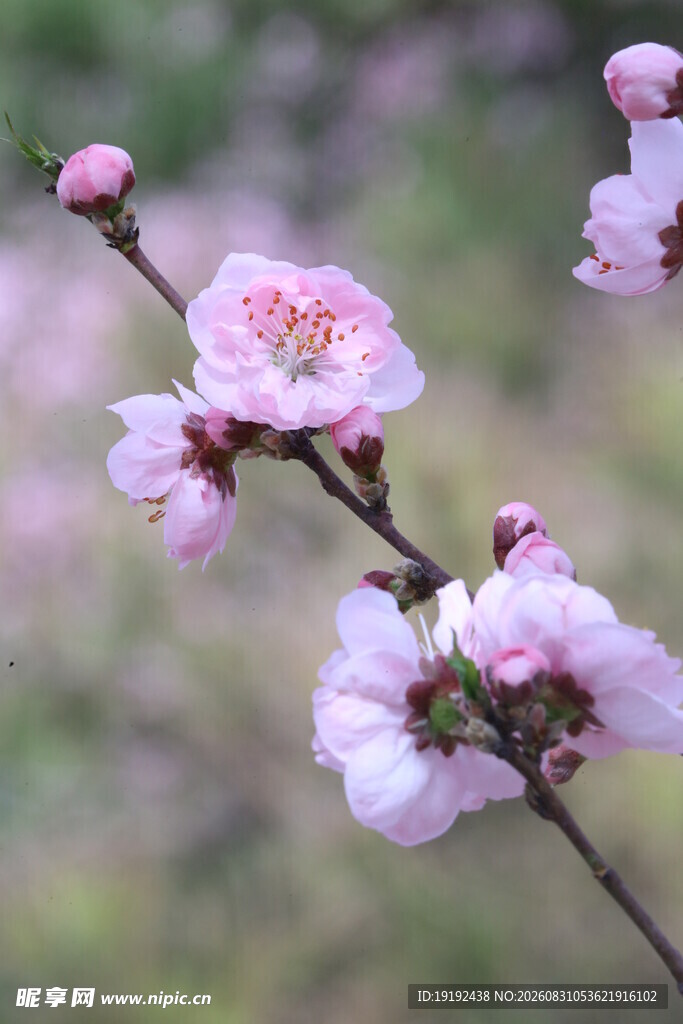 碧桃花  