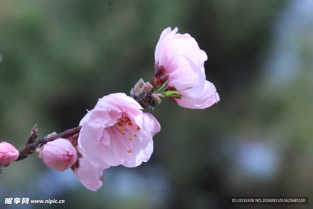 碧桃花  