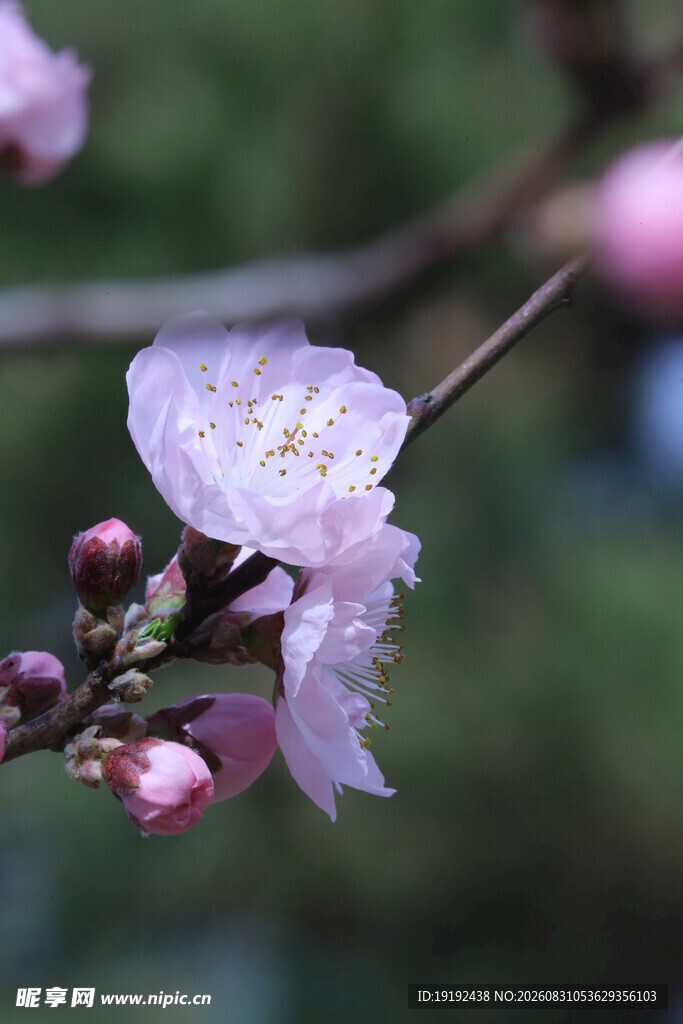 碧桃花  