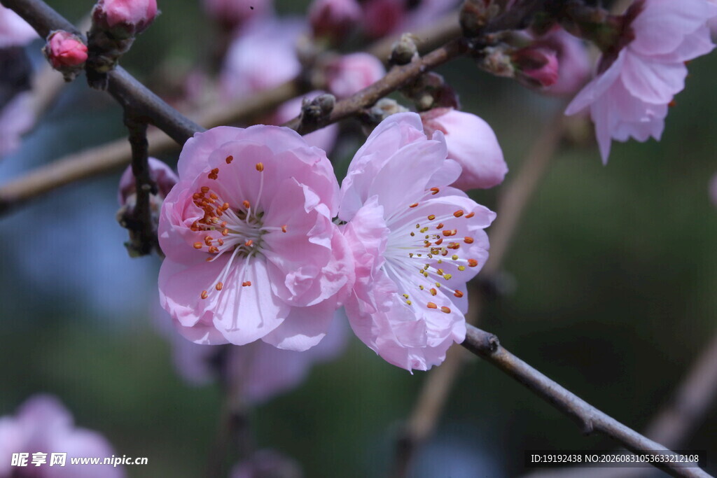 碧桃花  