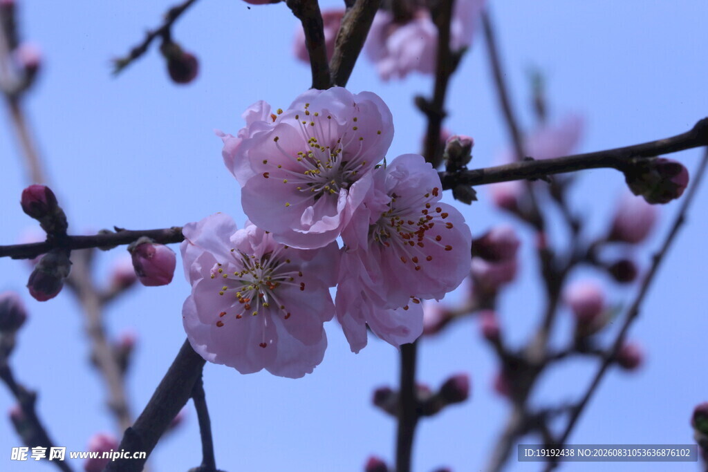 碧桃花 