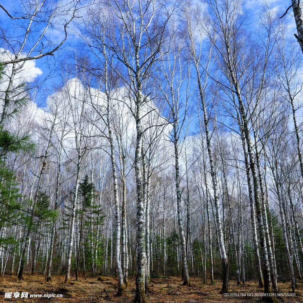 冬日白桦林美景