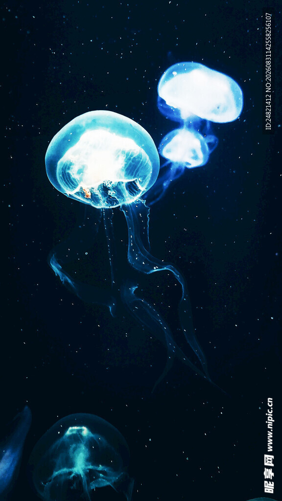 梦幻发光水母在水中摇曳