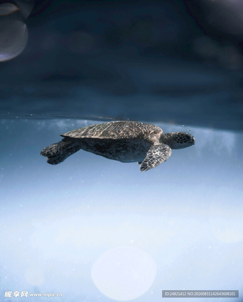 海龟在水中优雅游动