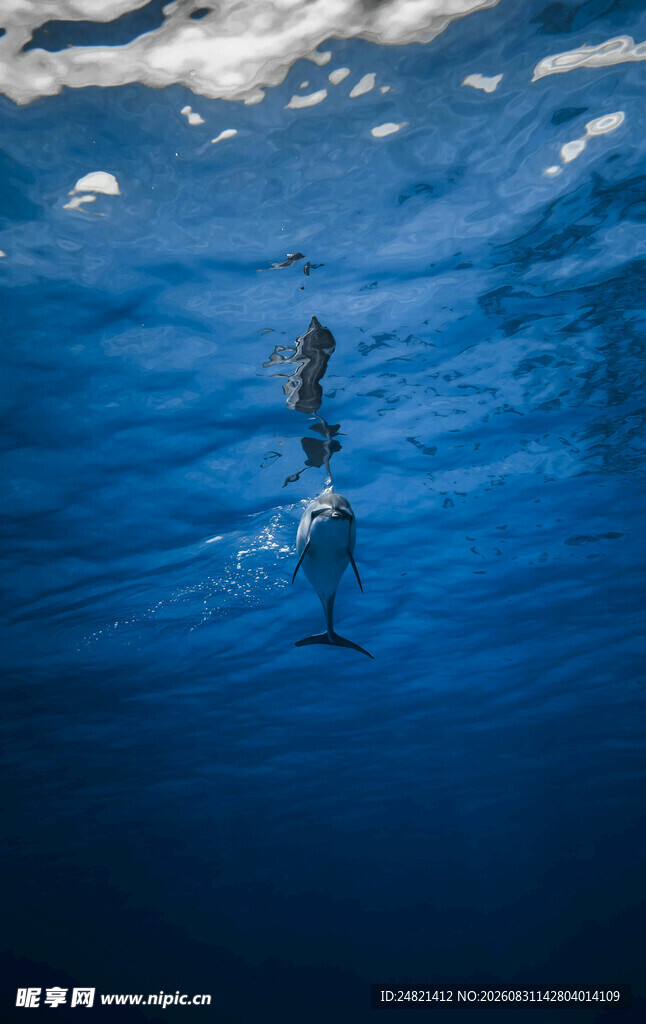 海中畅游的两只海豚