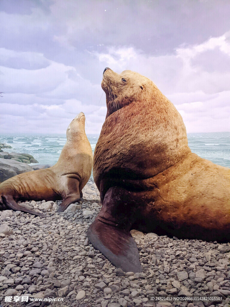 海滩上休憩的海狮