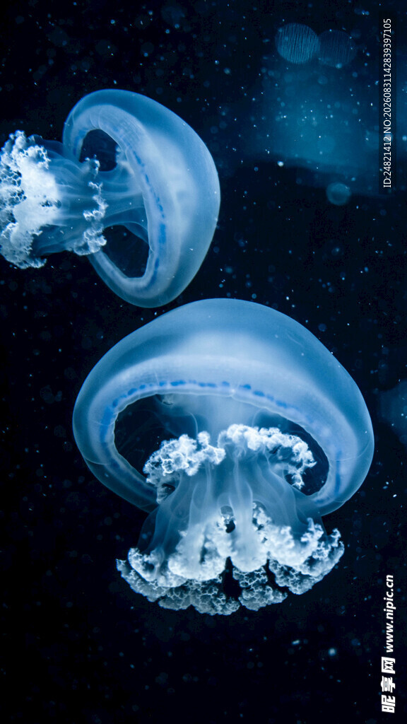 梦幻水母在深海中飘逸