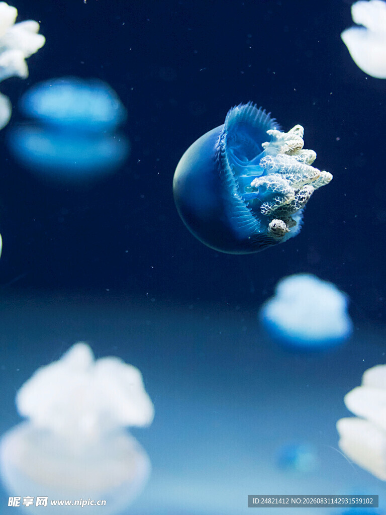 梦幻蓝色水母水中漂浮