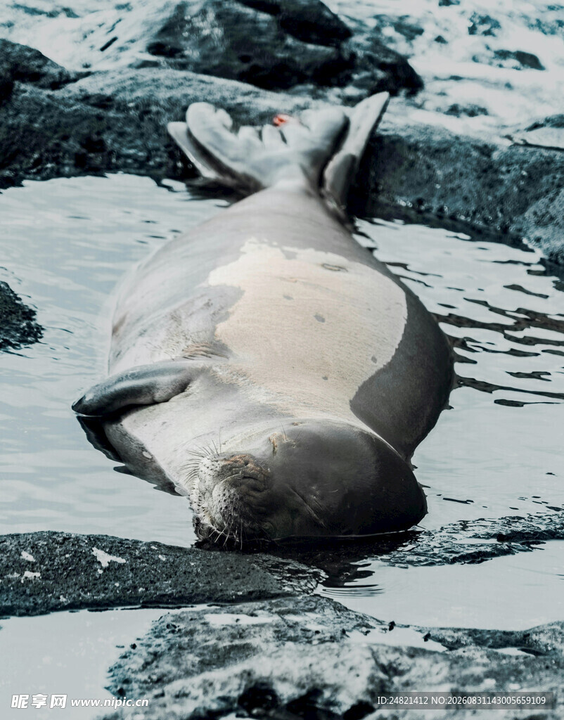 海滩上休憩的海豹
