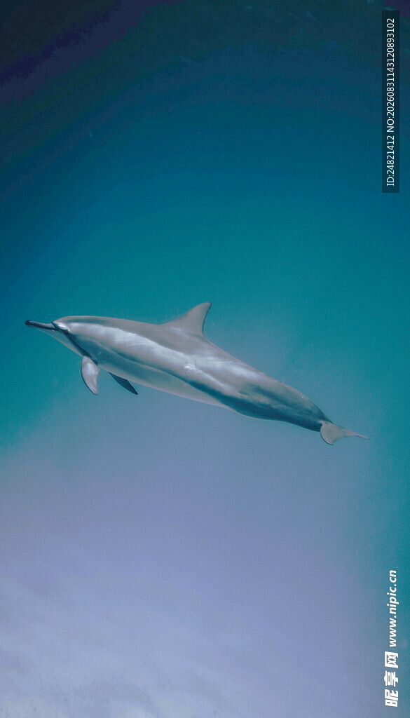 海中畅游的优雅海豚