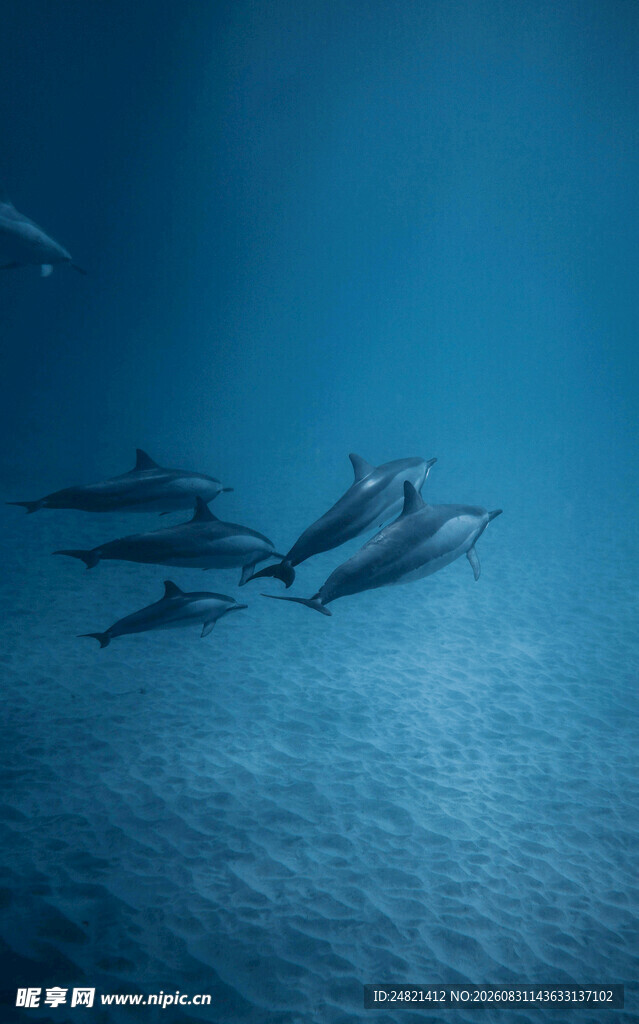 海中畅游的一群海豚