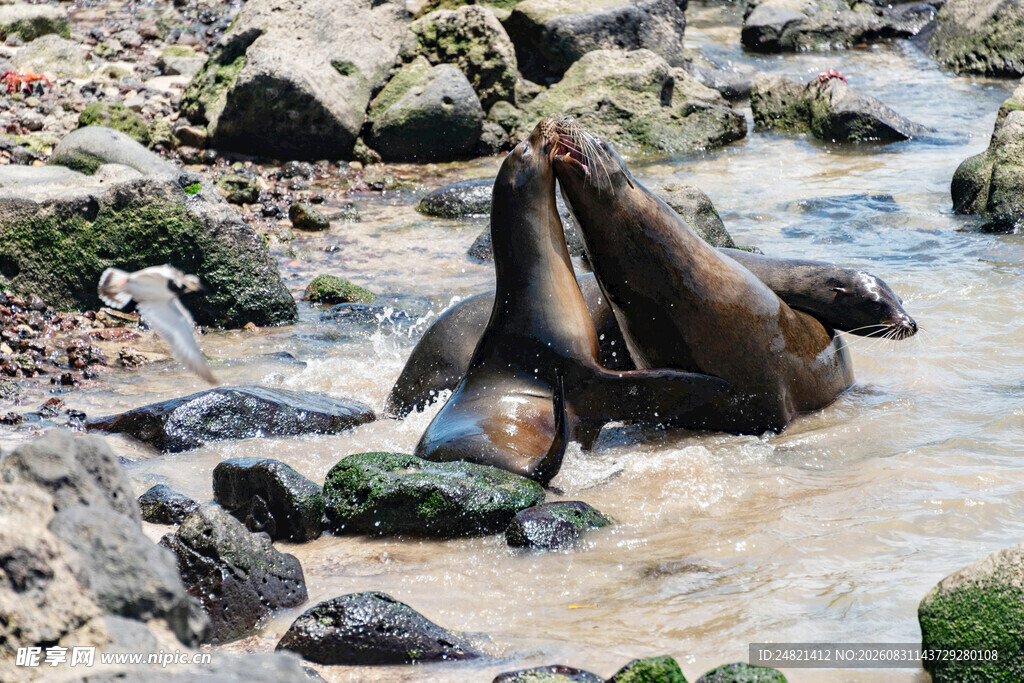 海狮在溪流岩石间嬉戏