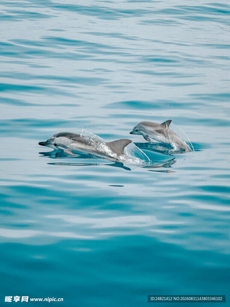 海中嬉戏的灵动海豚
