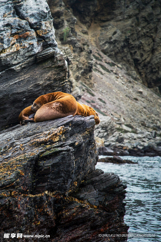 岩石上休憩的海狮