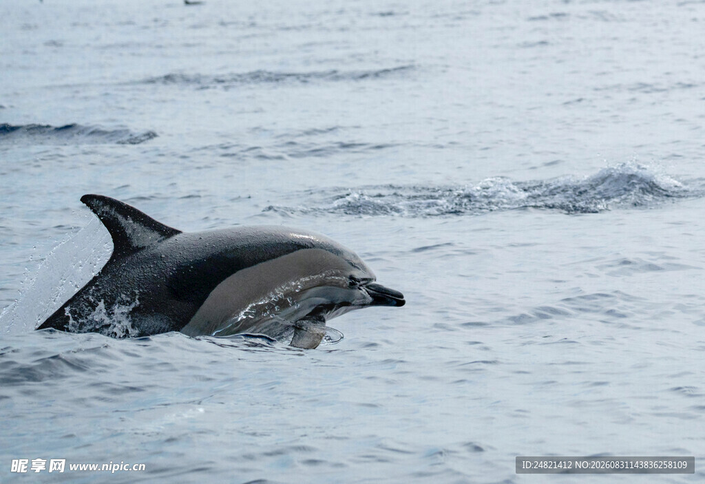 海豚跃出海面的美妙瞬间