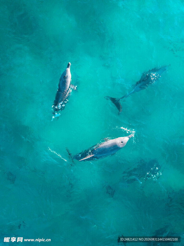 海中畅游的几只海豚