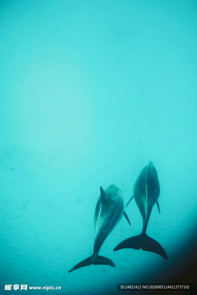海面上的三只海豚剪影