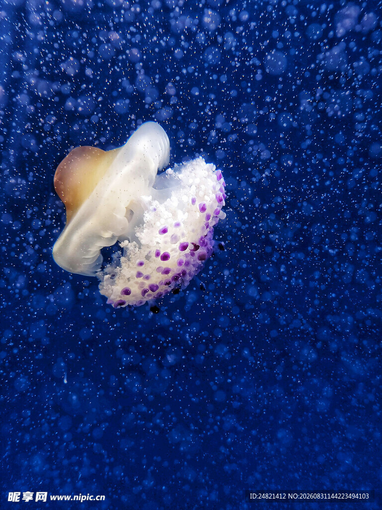 蓝色背景上的小章鱼