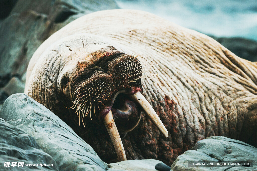 海象休憩于石上