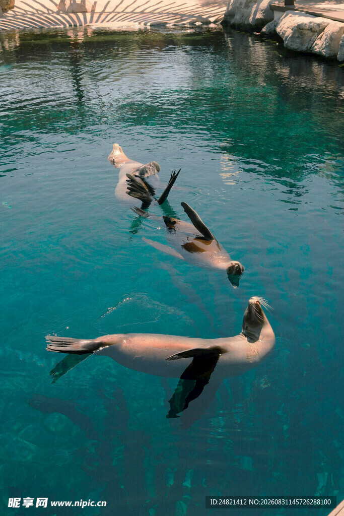 水中嬉戏的海狮