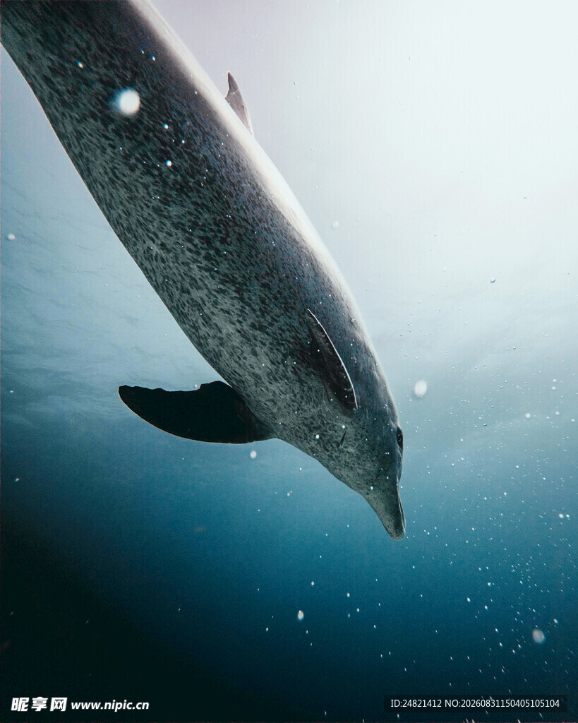 水下优雅海豚