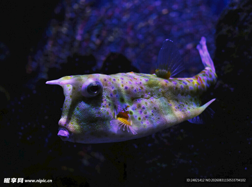奇异多彩的海洋生物