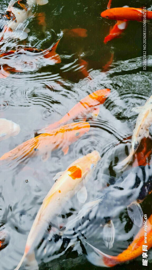 池塘中游动的多彩锦鲤