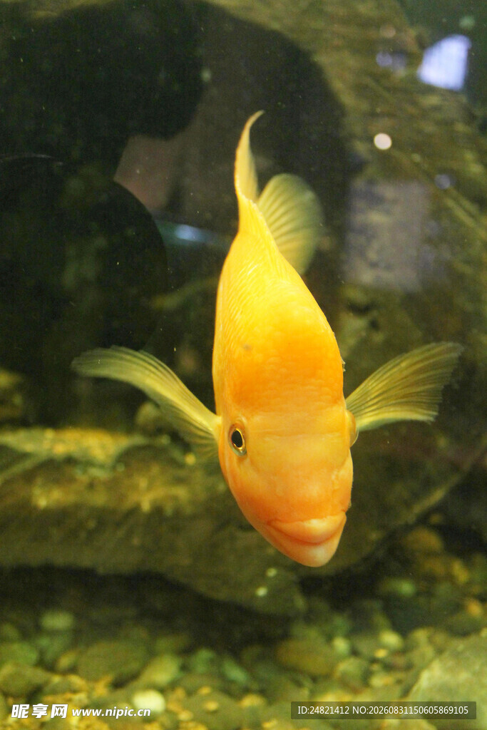 金黄观赏鱼悠游于水草间