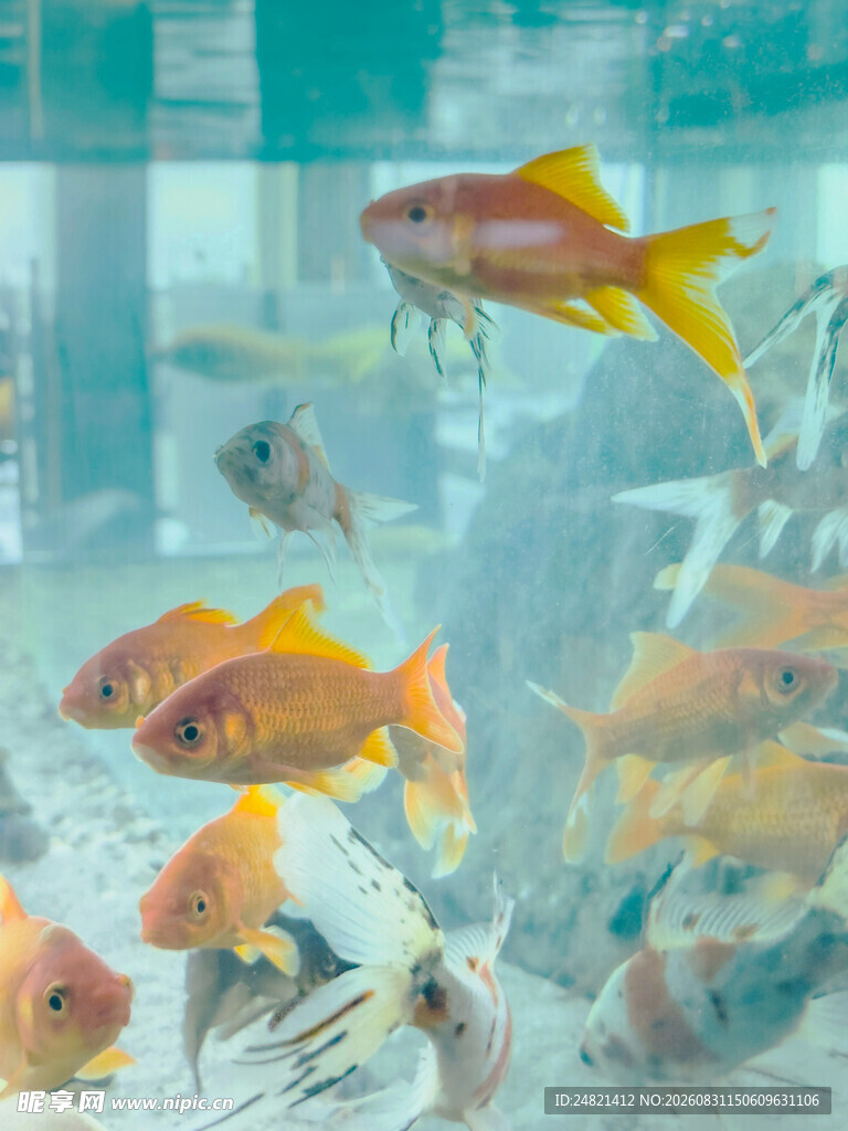 多彩金鱼在透明鱼缸中游弋