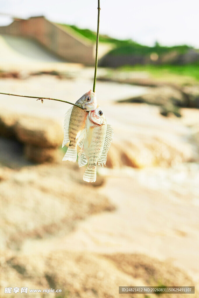 沙滩上钩着小鱼的透明袋子