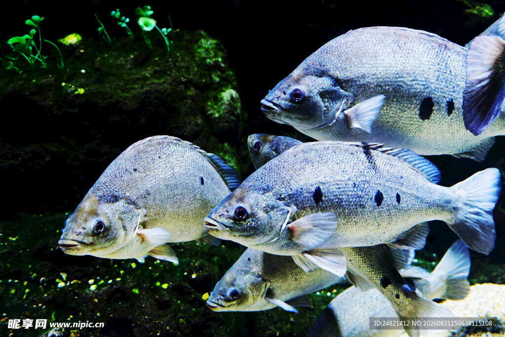 群鱼悠游于水族箱中