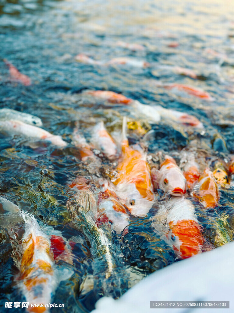 池塘中游动的多彩锦鲤