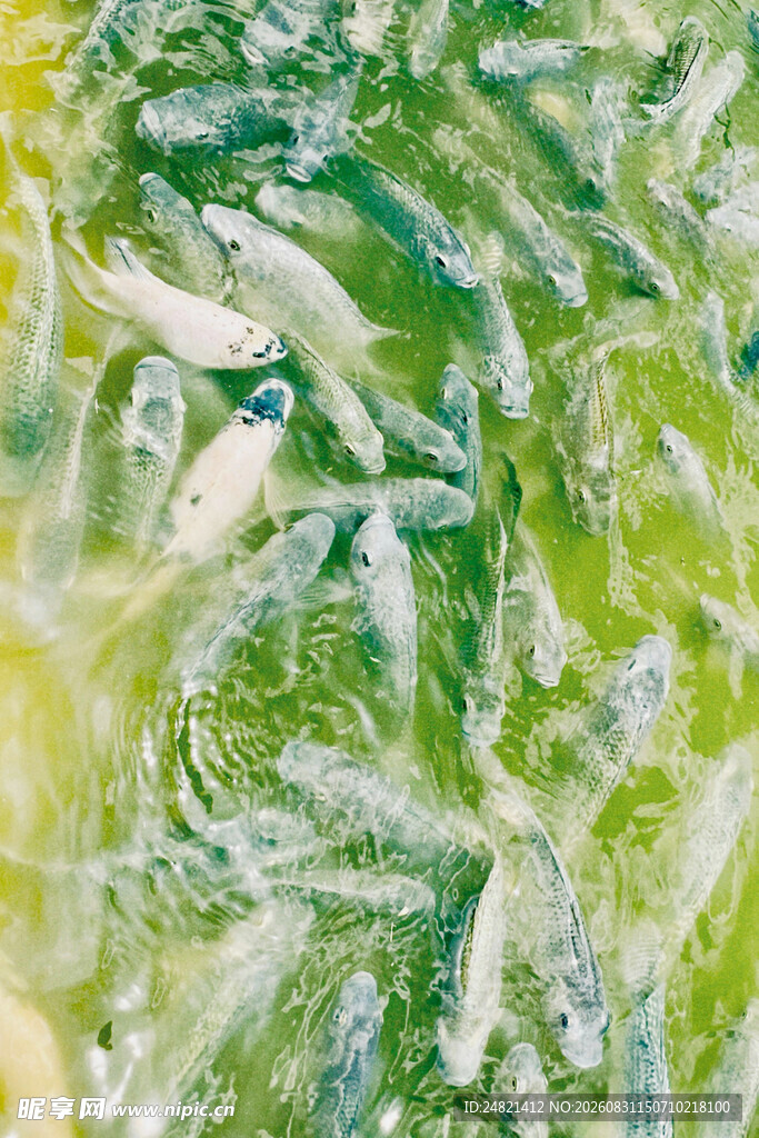 水中群鱼嬉戏