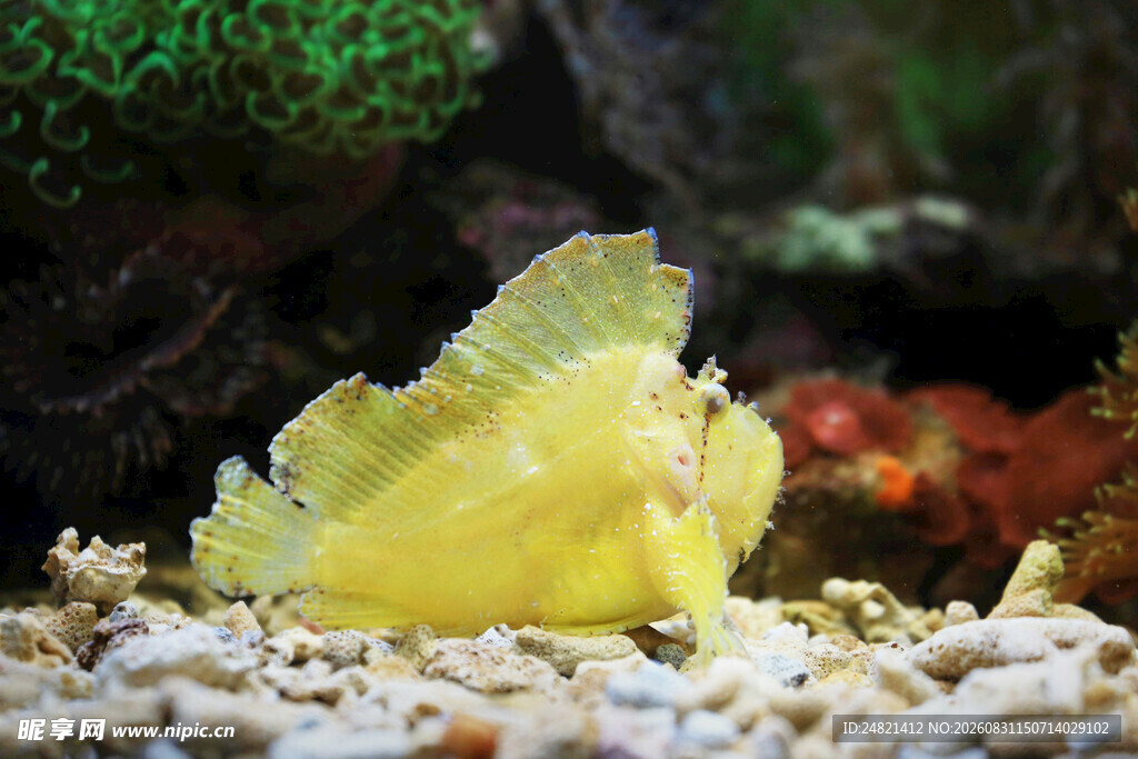 黄色海鱼栖息于海底沙石