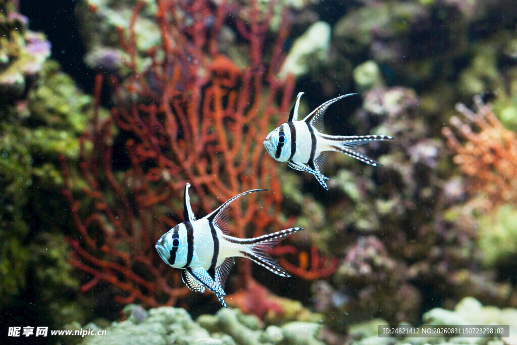 海洋中的美丽神仙鱼