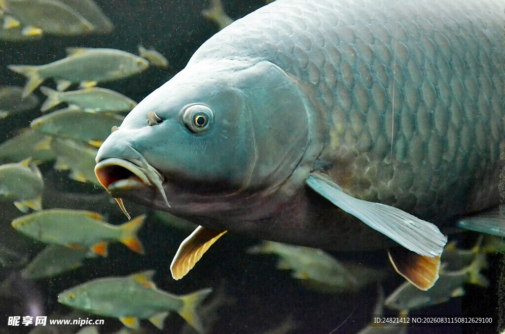 大鱼张嘴与群小鱼同框